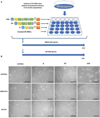 Overexpression of DAZL, STRA8, and BOULE Genes and Treatment With BMP4 or Retinoic Acid Modulate the Expression of MSC Overexpressing Germ Cell Genes